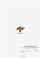 藏品(旋花藻)的圖片